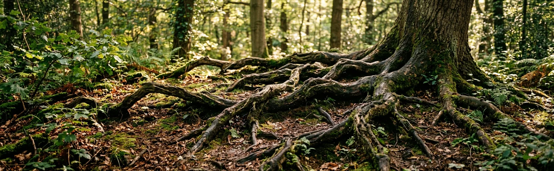 Tree roots spreading across woodland floor