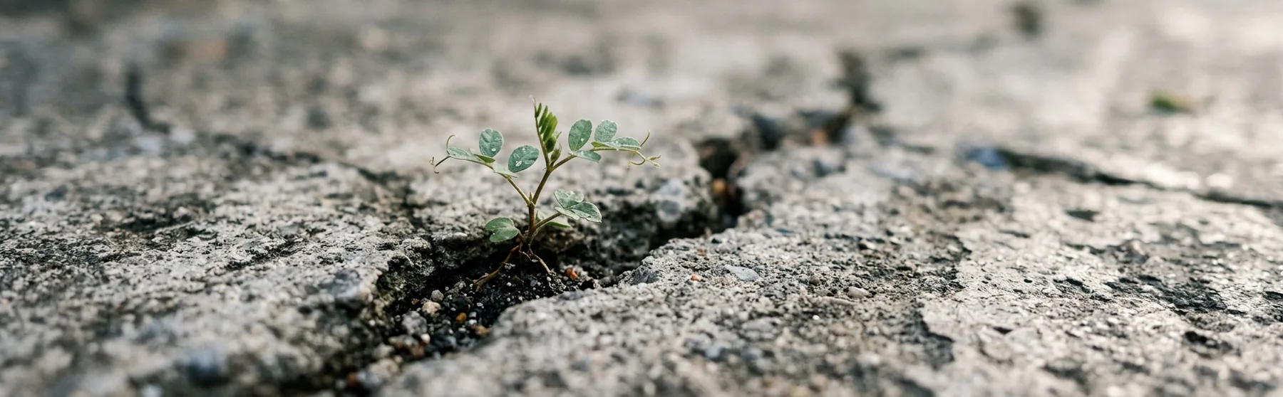 Small plant growing through cracked concrete